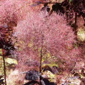スモークツリー ルブリフォリウス 【花木苗 6号／1個売り】|植木・花木
