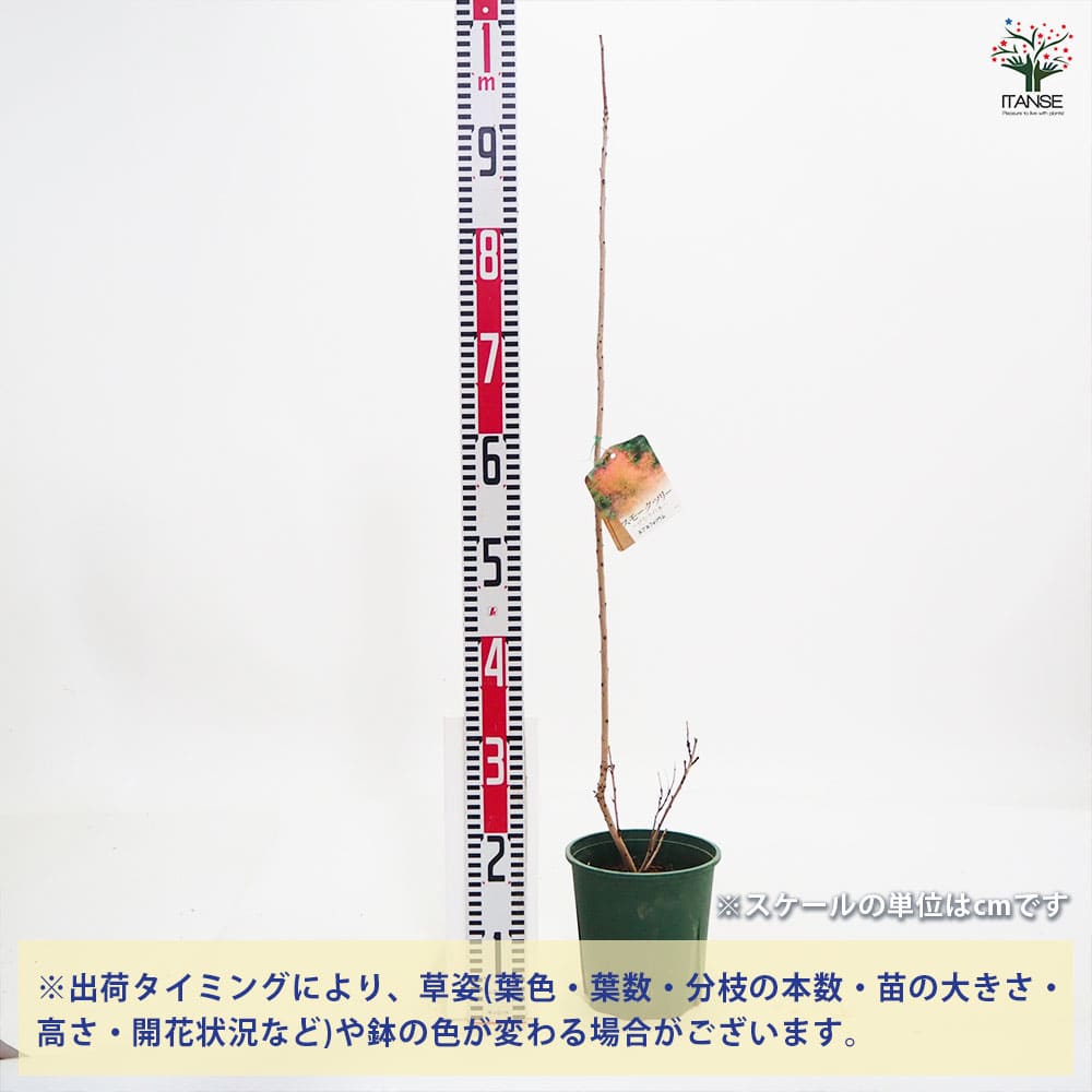 スモークツリー ルブリフォリウス 【花木苗 6号／1個売り】｜ 【植物の
