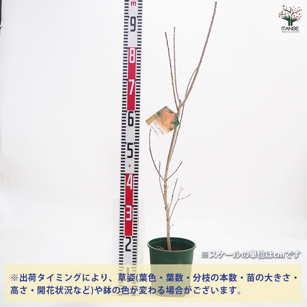 ニワ　スモークツリー　ベルベットクローク　/畑　黄色テープ1 ニワ様専用 スモークツリー ベルベットクローク /畑 黄色テープ1
