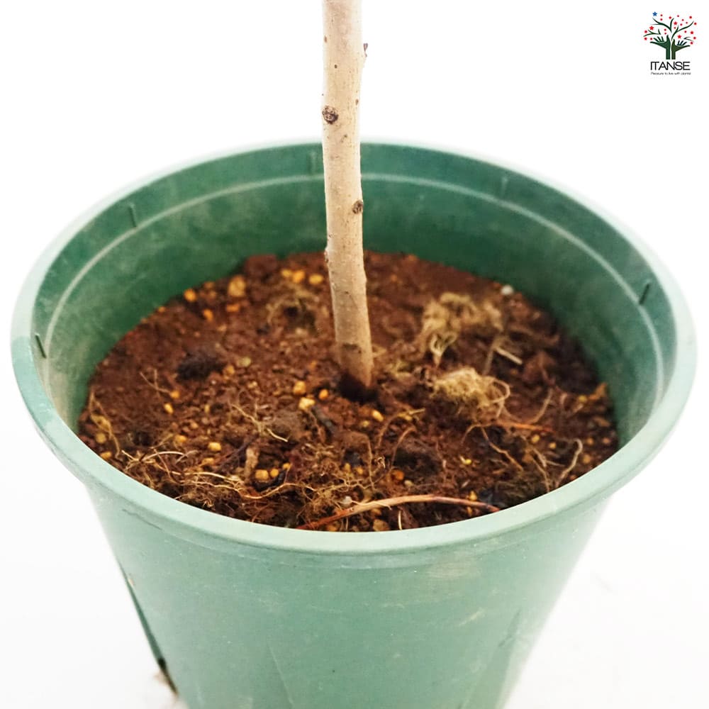 スモークツリー ロイヤルパープル 【花木苗 6号／1個売り】｜ 【植物の