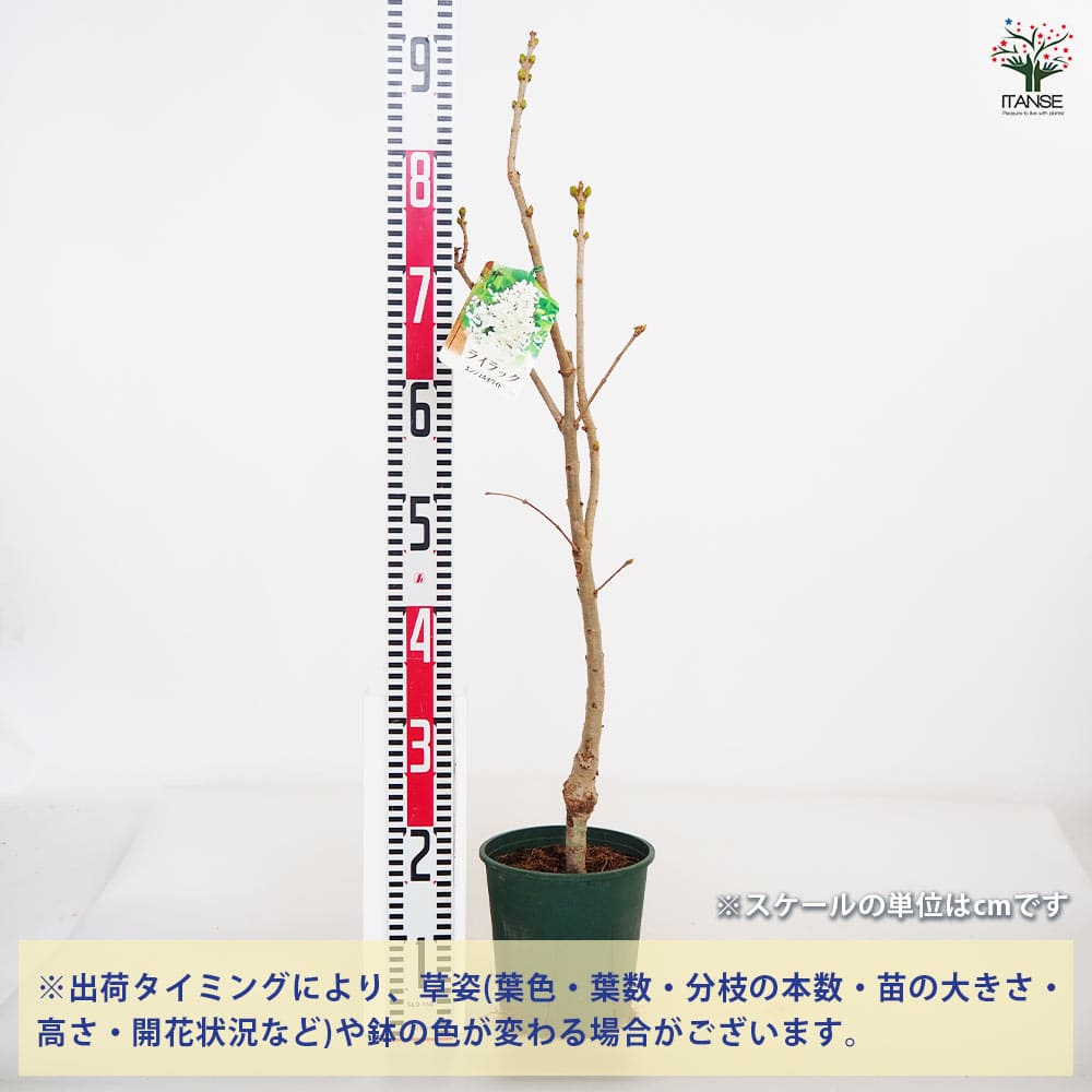 ライラック エンジェルホワイト 【花木苗 6号／1個売り】｜ 【植物の