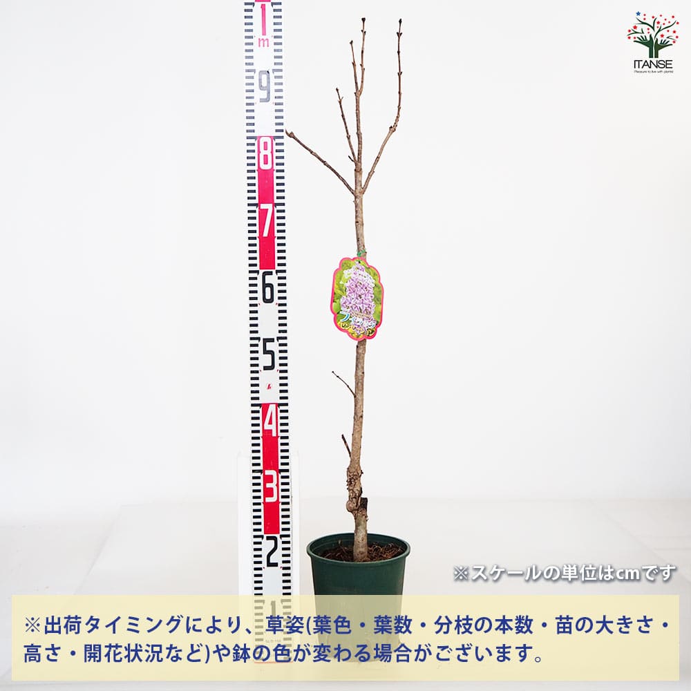 ライラック パープルセンセーション 【花木苗 5～6号／1個売り