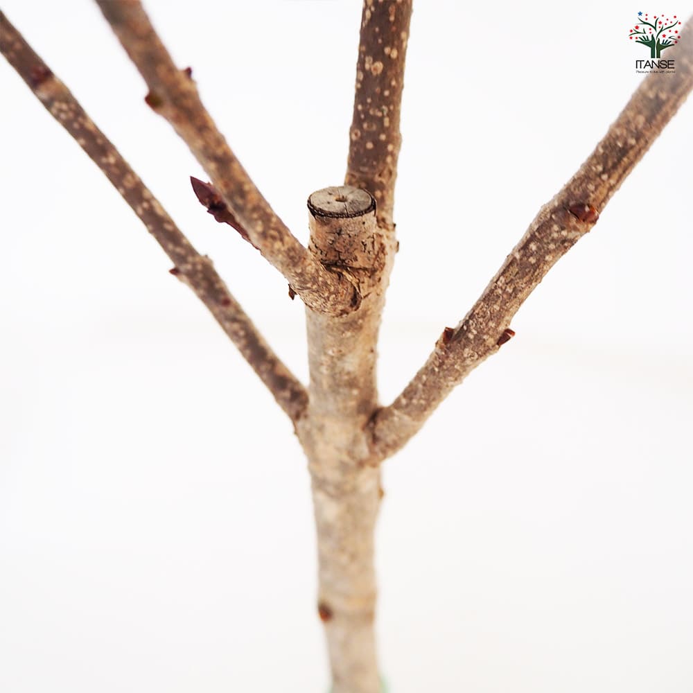 ライラック パープルセンセーション 【花木苗 5～6号／1個売り