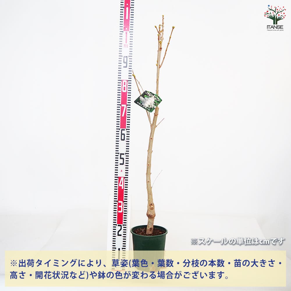 ライラック マダムレモイネ 【花木苗 6号／1個売り】｜ 【植物の