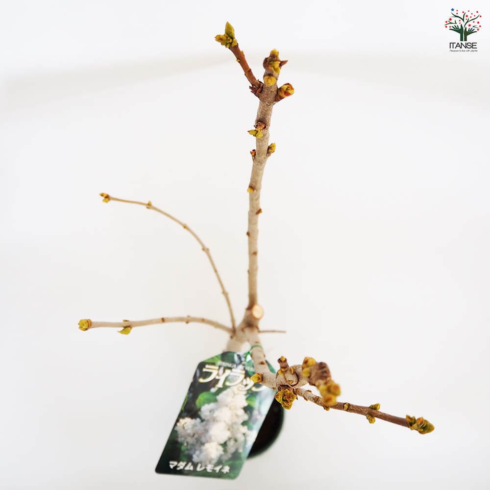 ライラック マダムレモイネ 【花木苗 6号／1個売り】｜ 【植物の