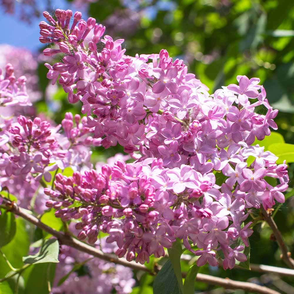 ライラック メイデンズブラッシュ 【花木苗 6号／1個売り