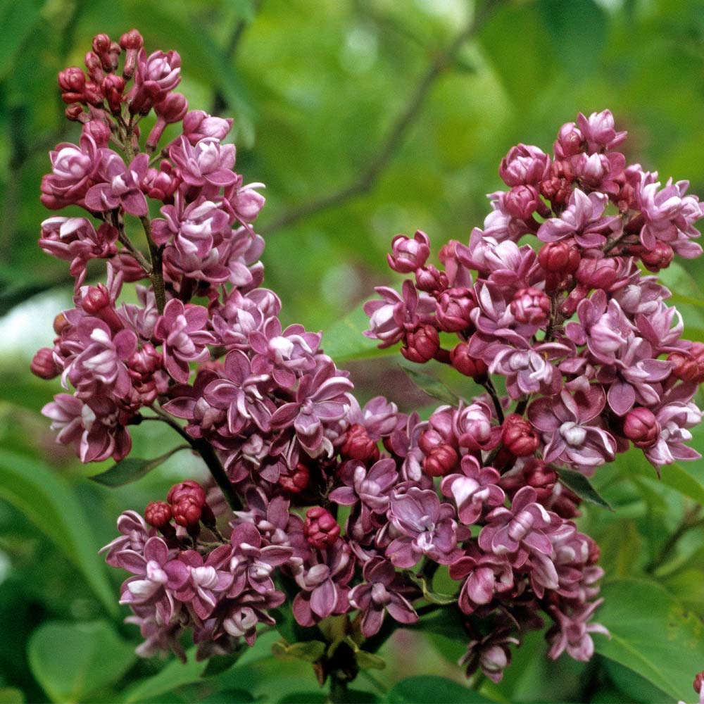 ライラック チャールズジョリー 【花木苗 6号／1個売り】｜ 【植物の