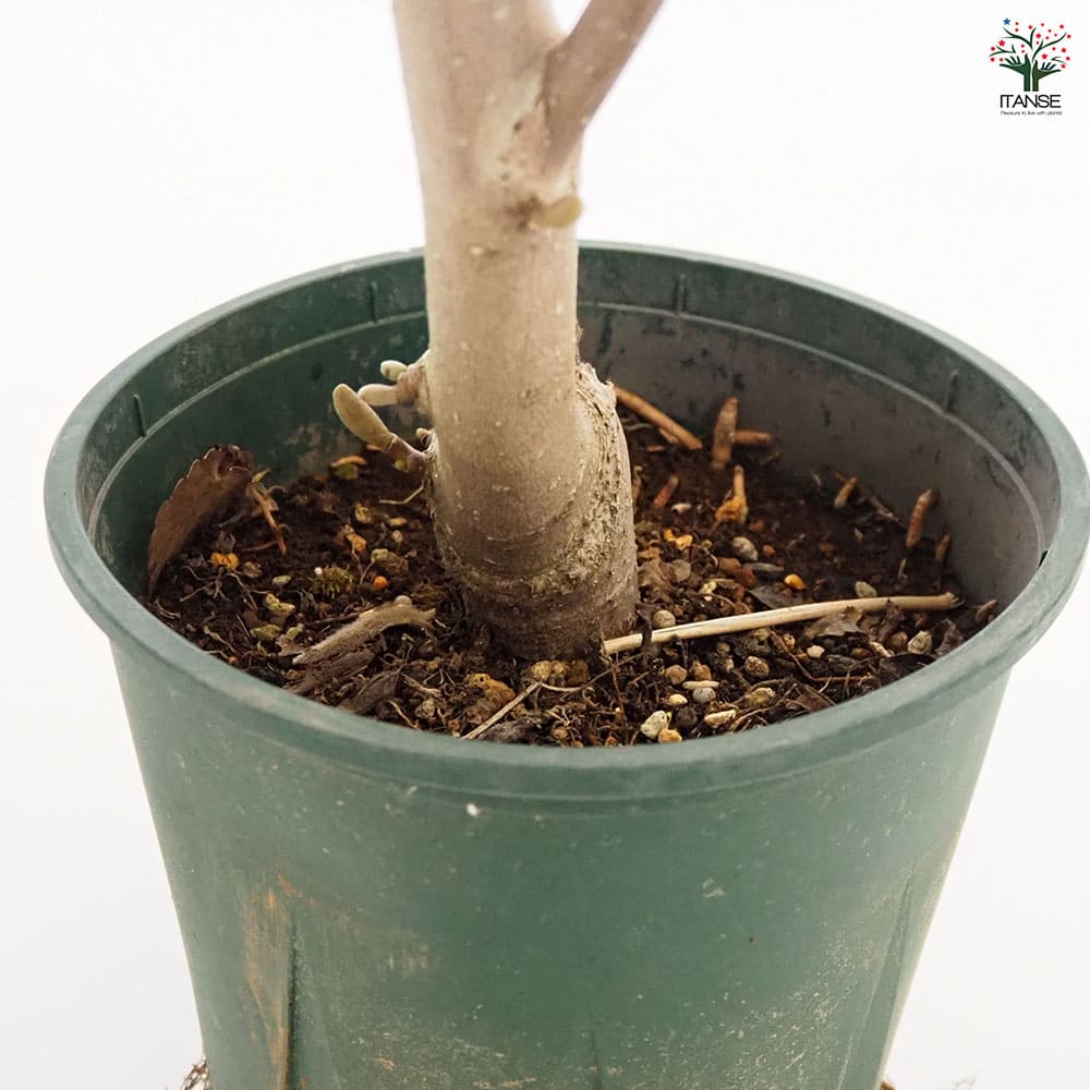 白樺　1.4メートル苗木　計 ６本のうち５本小苗 白樺 1.4メートル苗木 計 6本のうち5本小苗