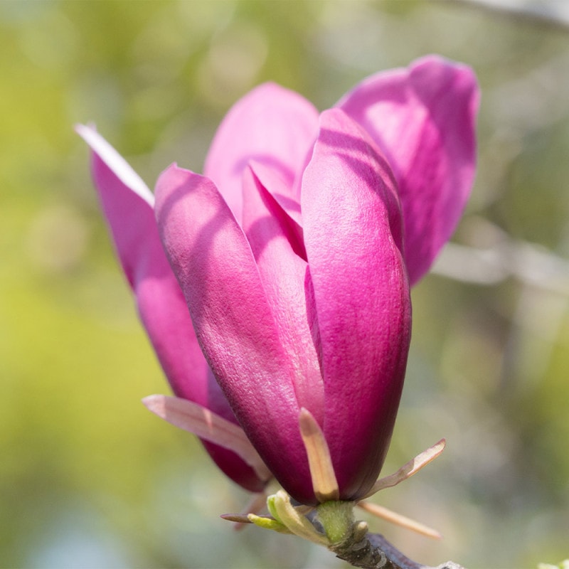 ハイブリッドモクレン ジェニー 【花木苗 4号ロングポット／1個売り