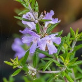 ウエストリンギア ブルージュエル 【花木苗 4.5号／1個売り】|植木・花木