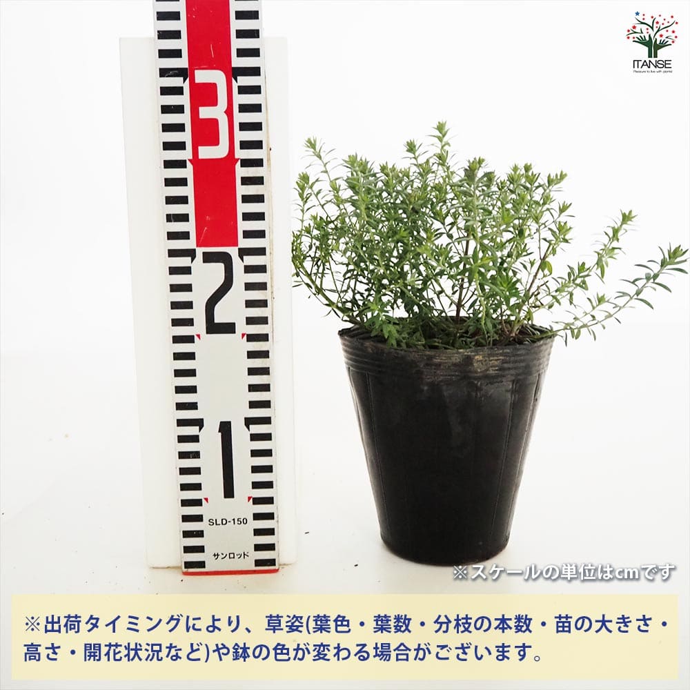 ウエストリンギア ブルージュエル 【花木苗 4.5号／1個売り】｜ 【植物