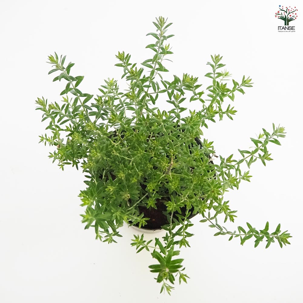 ウエストリンギア ブルージュエル 【花木苗 4.5号／1個売り】｜ 【植物