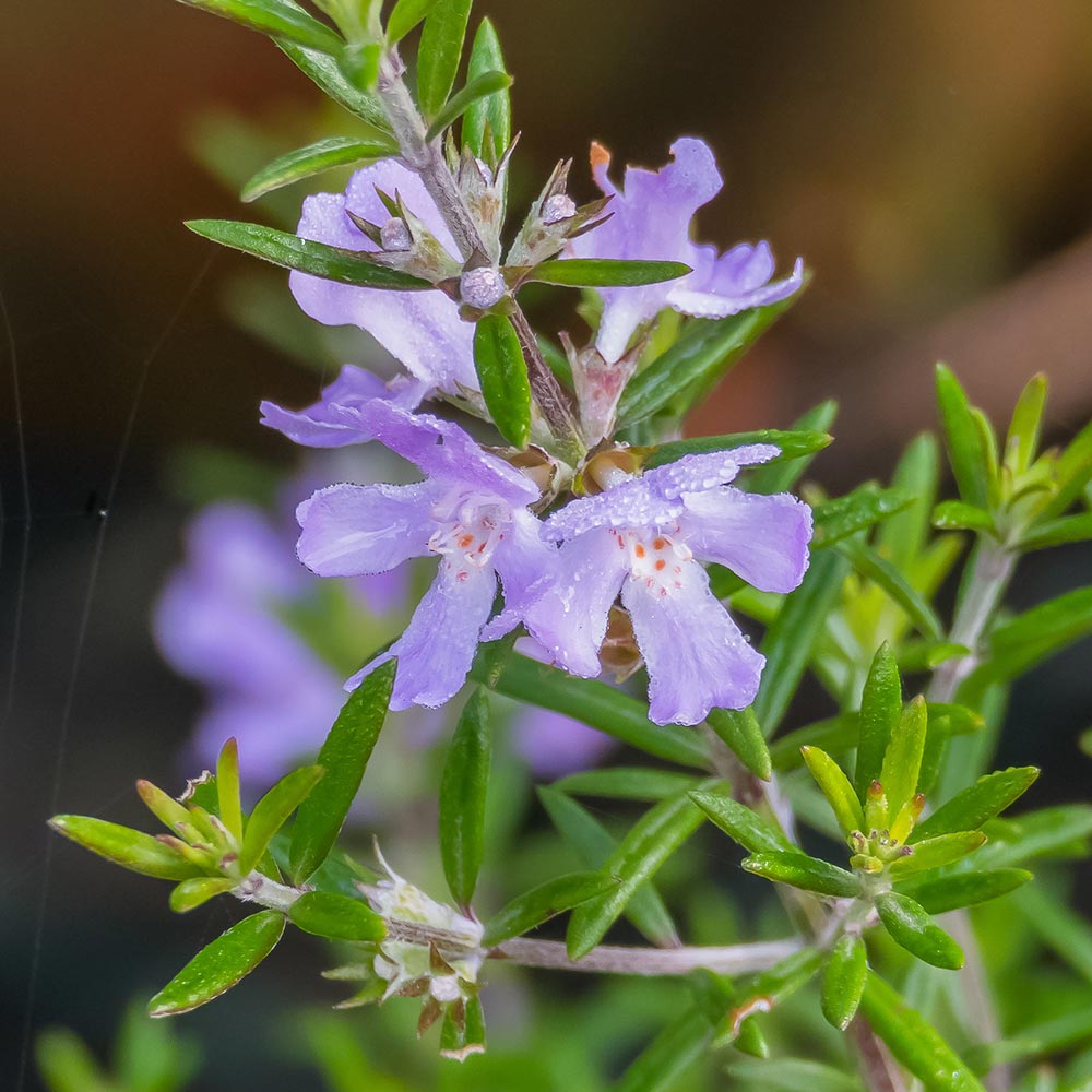 ウエストリンギア ブルージュエル 【花木苗 4.5号／1個売り】｜ 【植物