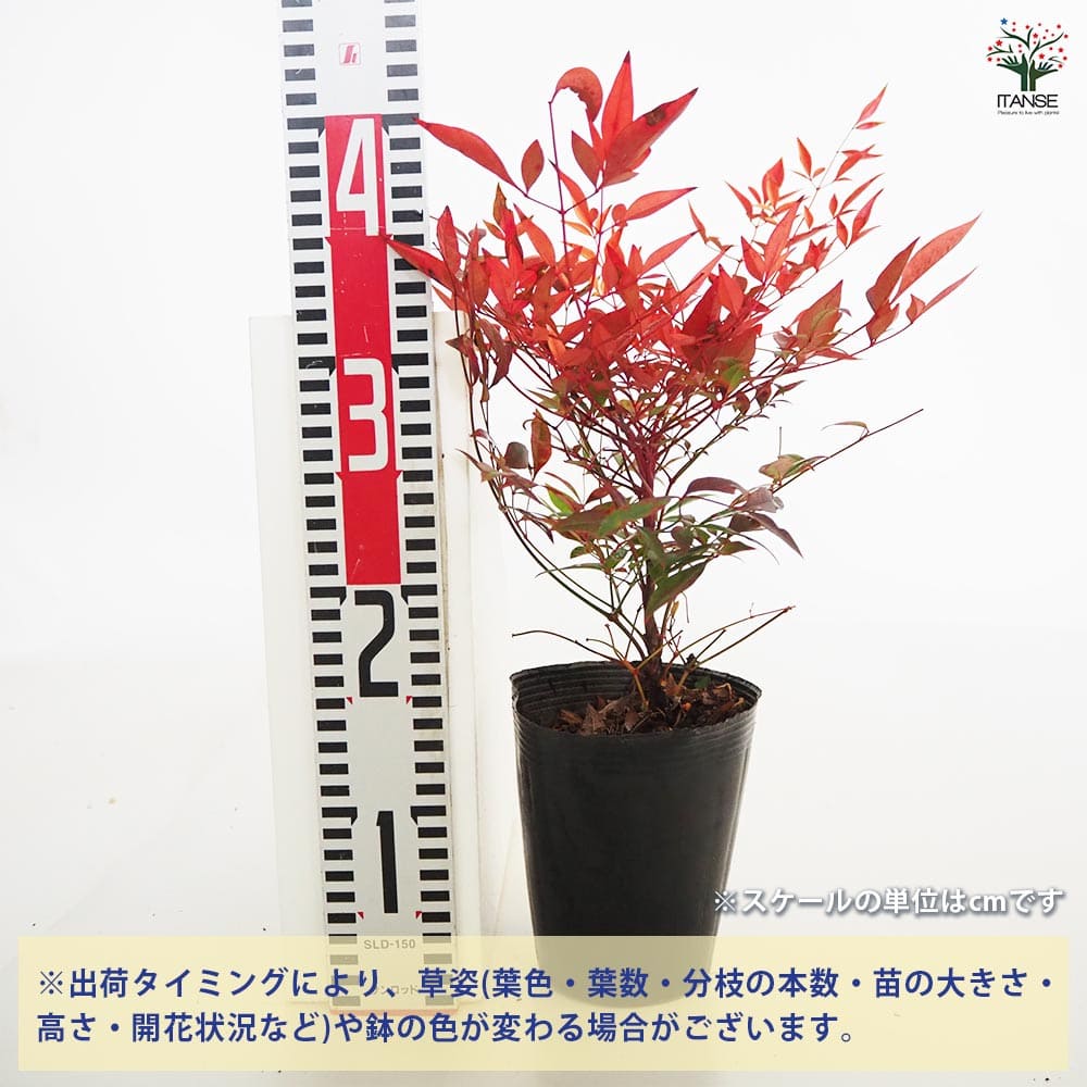 油絵　南天　ナンテン ナンテン(南天）：オブセス5号ポット の通販 | 園芸ネット