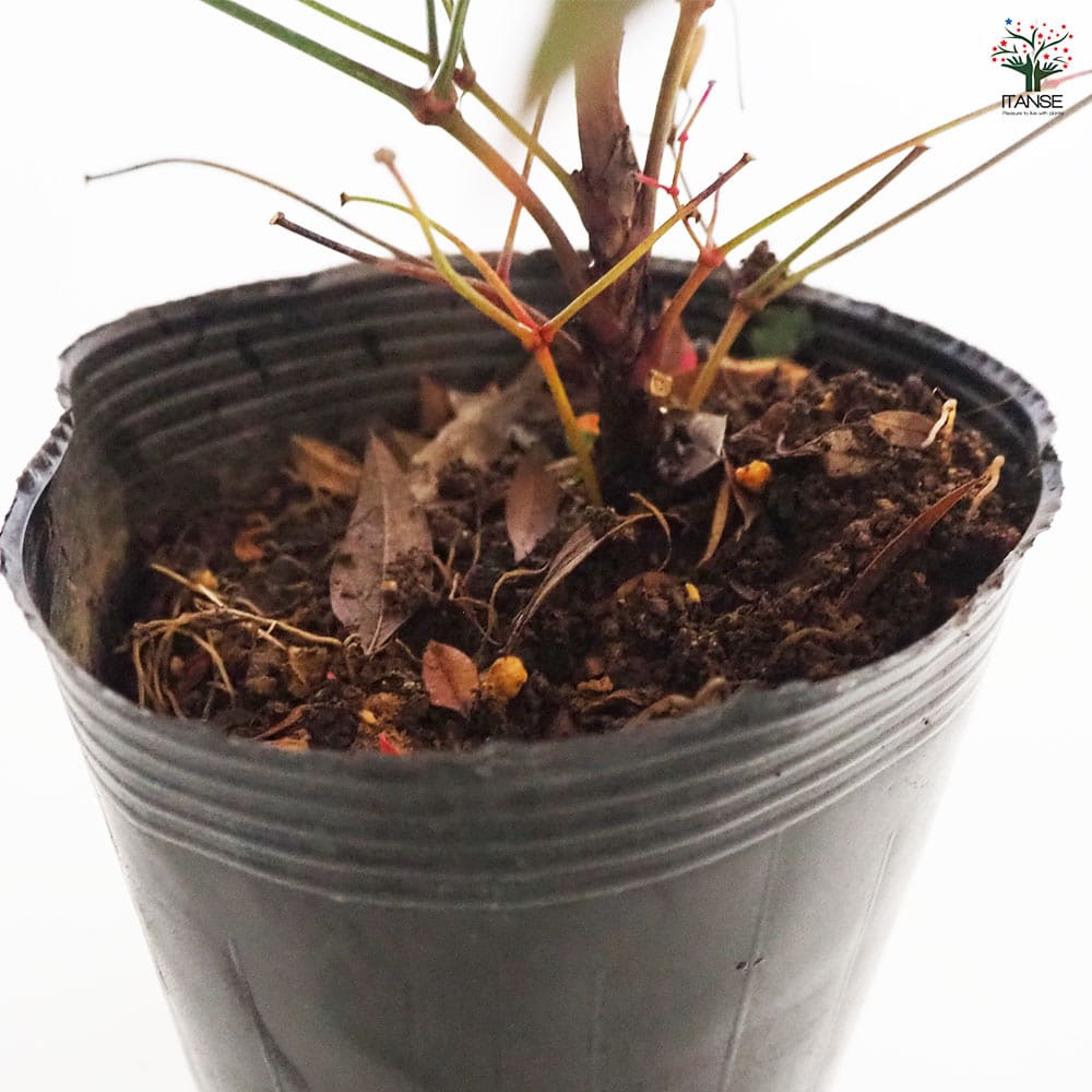 南天 ドワーフ南天 グリフストリーム 【花木苗 4.5号／1個売り