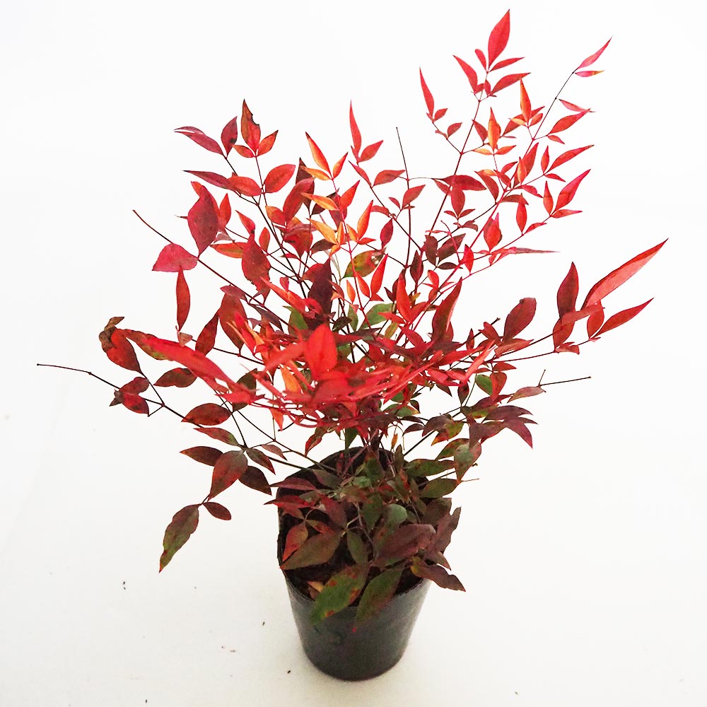 南天 ドワーフ南天 グリフストリーム 【花木苗 4.5号／1個売り