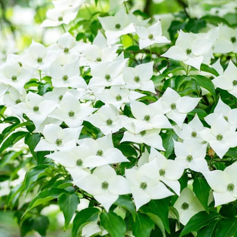 ヤマボウシ ミルキーウェイ【花苗 5号ポット／1個売り】｜ 【植物の