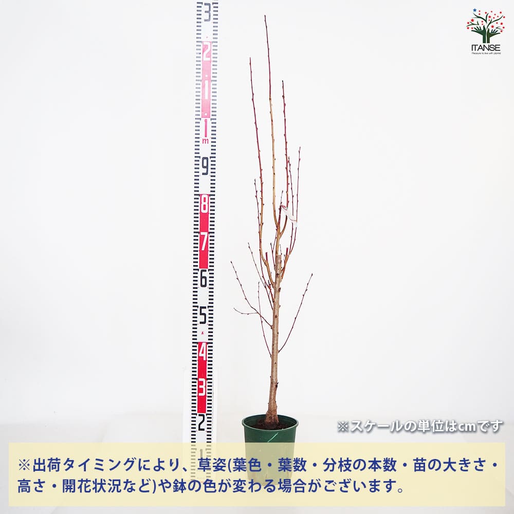 花桃の苗木 照手姫 桃 【花木苗 6号／1個売り】｜ 【植物の