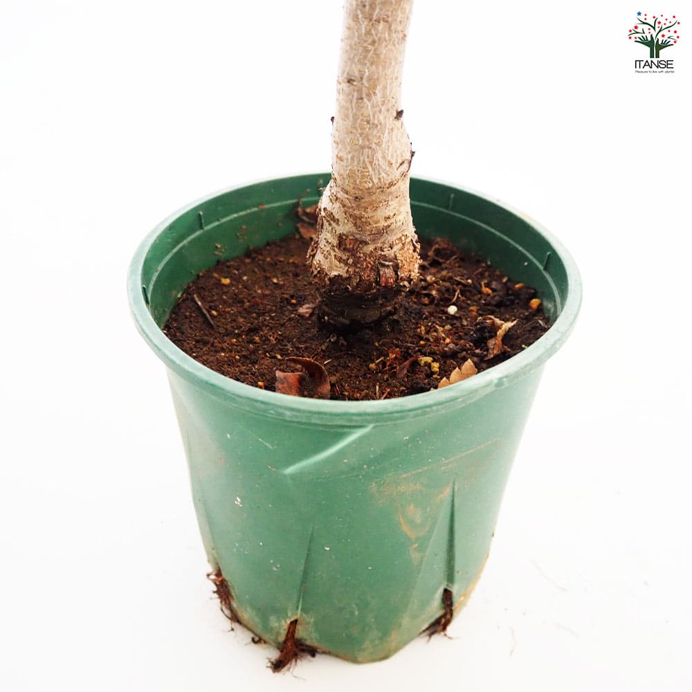 花桃の苗木 照手姫 桃 【花木苗 6号／1個売り】｜ 【植物の