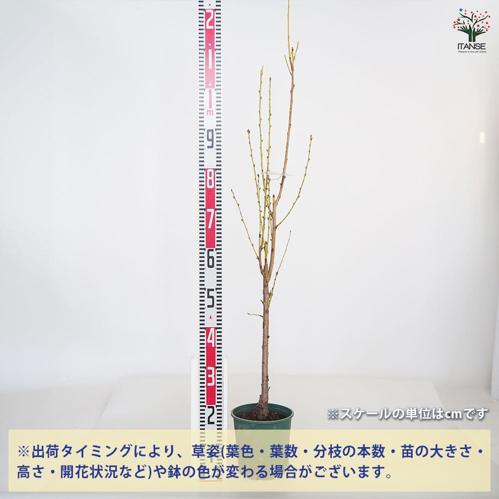 花桃の苗木 照手姫 白 【花木苗 6号／1個売り】｜ 【植物の