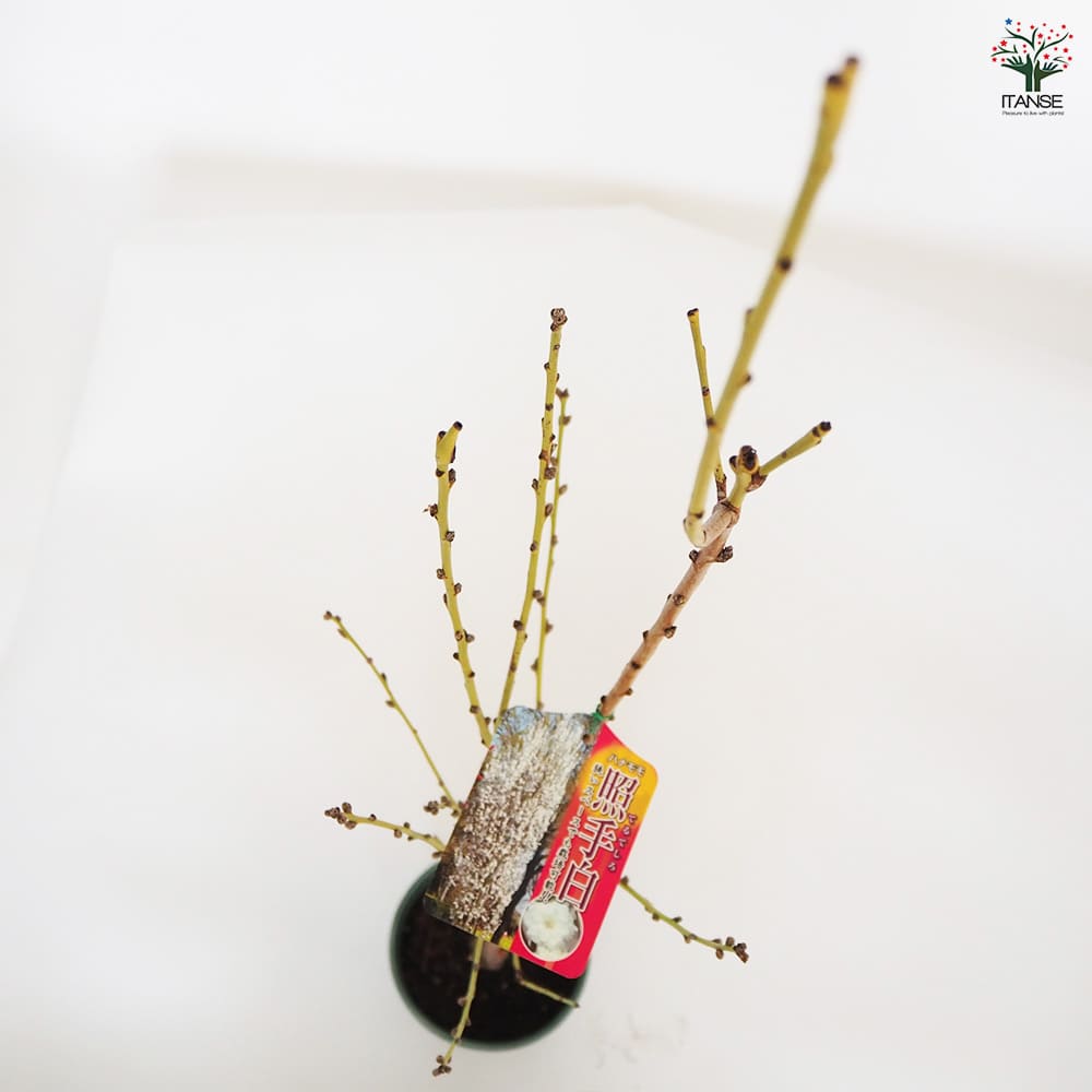 花桃の苗木 照手姫 白 【花木苗 6号／1個売り】｜ 【植物の