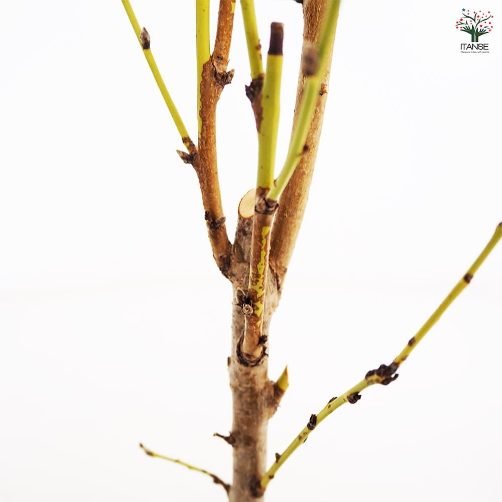 花桃の苗木 照手姫 白 【花木苗 6号／1個売り】｜ 【植物の