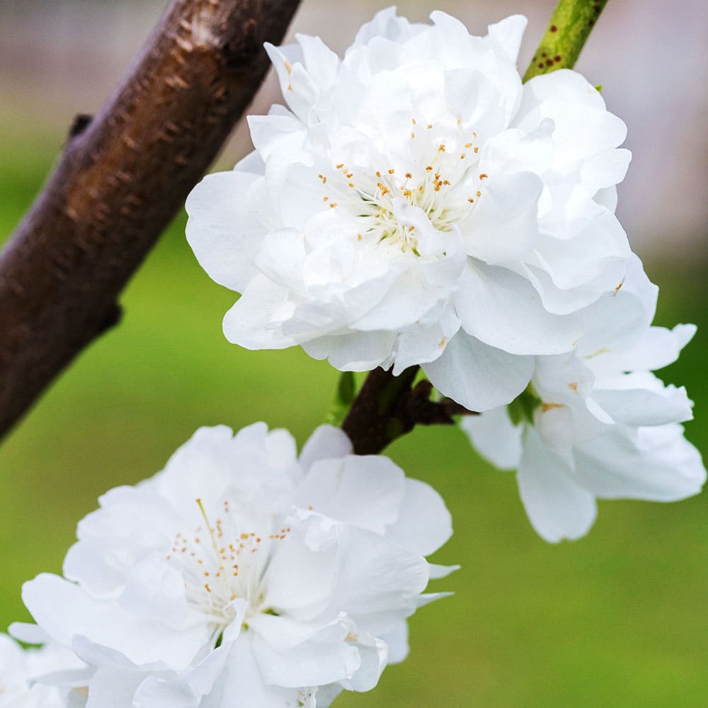 ひな祭り記念樹 照手姫 桃の花 苗木 000000012194_dM5Jos7.jpg
