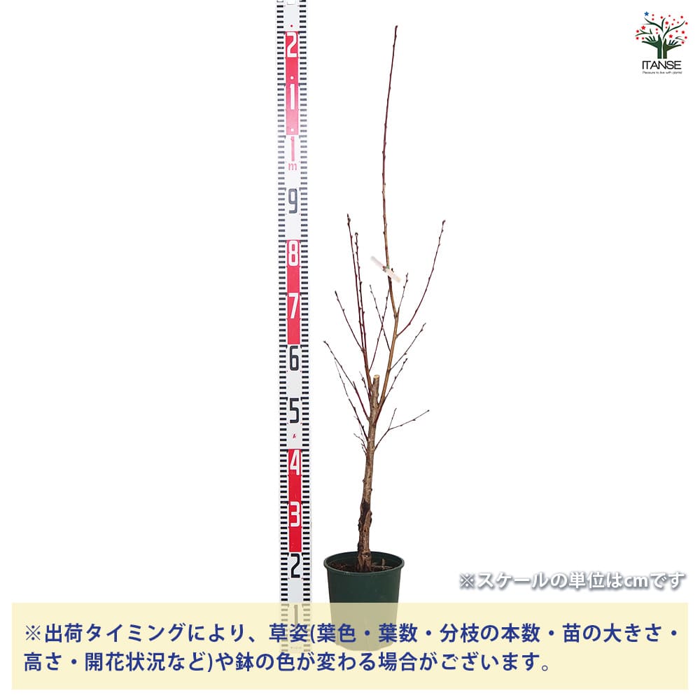 ひな祭り記念樹 照手姫 桃の花 苗木 楽天市場】【照手桃】 花桃 （ピンク） 2年生 接木 ポット苗