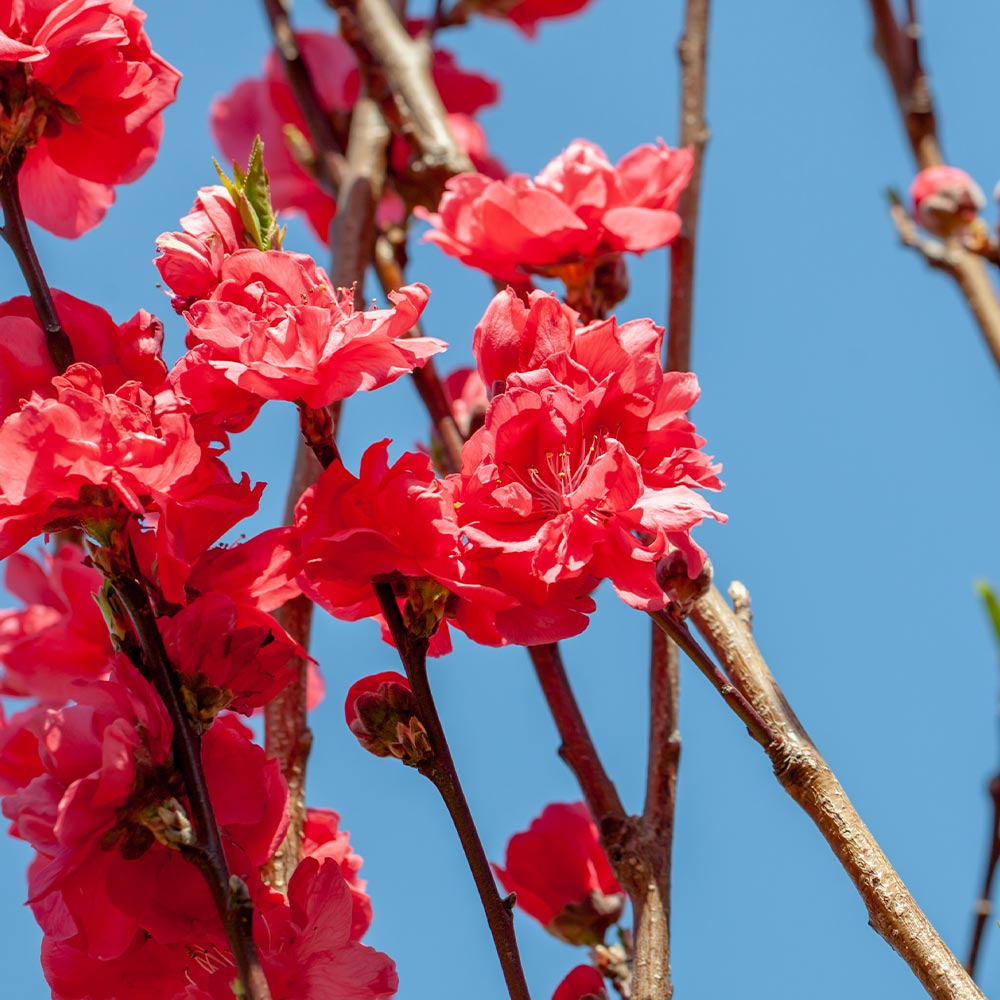花桃の苗木 照手姫 紅 【花木苗 6号／1個売り】｜ 【植物の