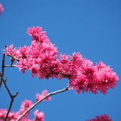 花桃の苗木 菊桃 【花木苗 6号／1個売り】|植木・花木