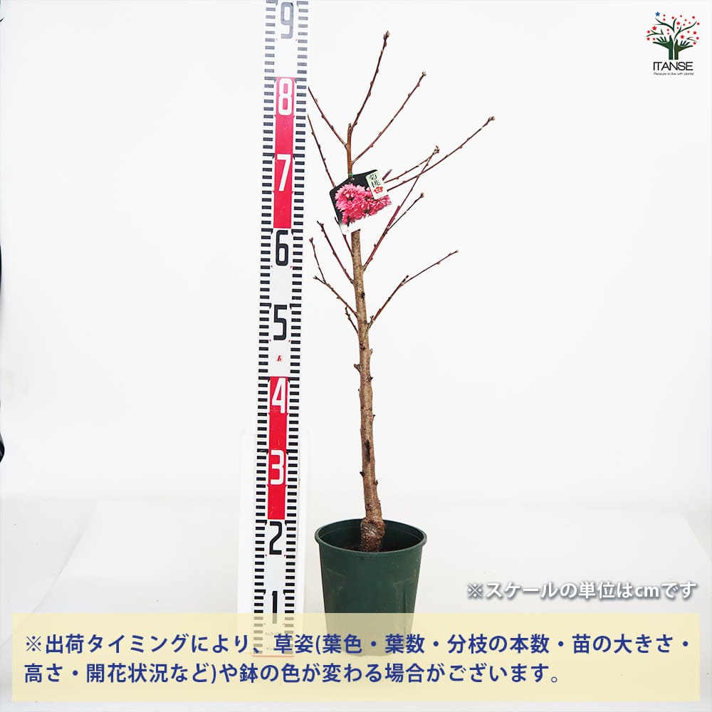 花桃の苗木 菊桃 【花木苗 6号／1個売り】｜ 【植物のITANSE