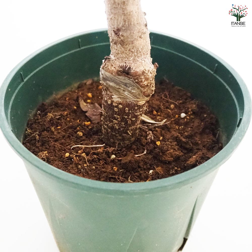 花桃の苗木 菊桃 【花木苗 6号／1個売り】｜ 【植物のITANSE