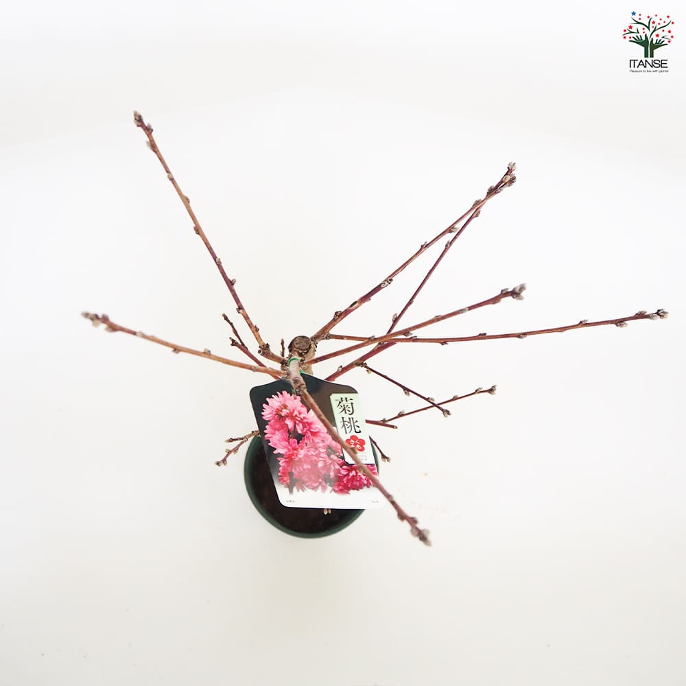 花桃の苗木 菊桃 【花木苗 6号／1個売り】｜ 【植物のITANSE