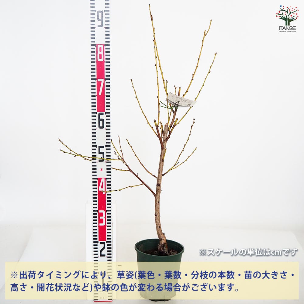 花桃の苗木 立源平桃 【花木苗 6号／1個売り】｜ 【植物のITANSE