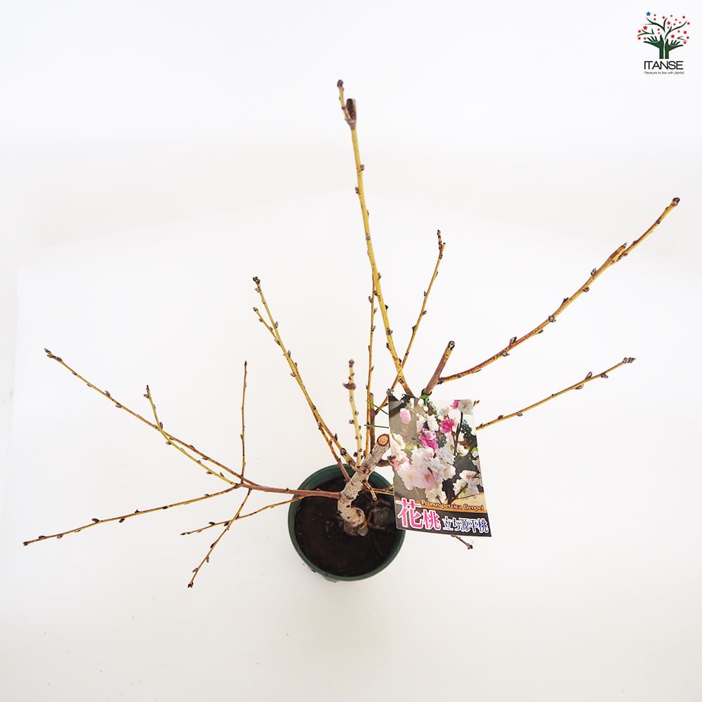 花桃の苗木 立源平桃 【花木苗 6号／1個売り】｜ 【植物のITANSE