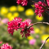 花桃の苗木 紅菊桃 京舞妓 【花木苗 6号／1個売り】|植木・花木