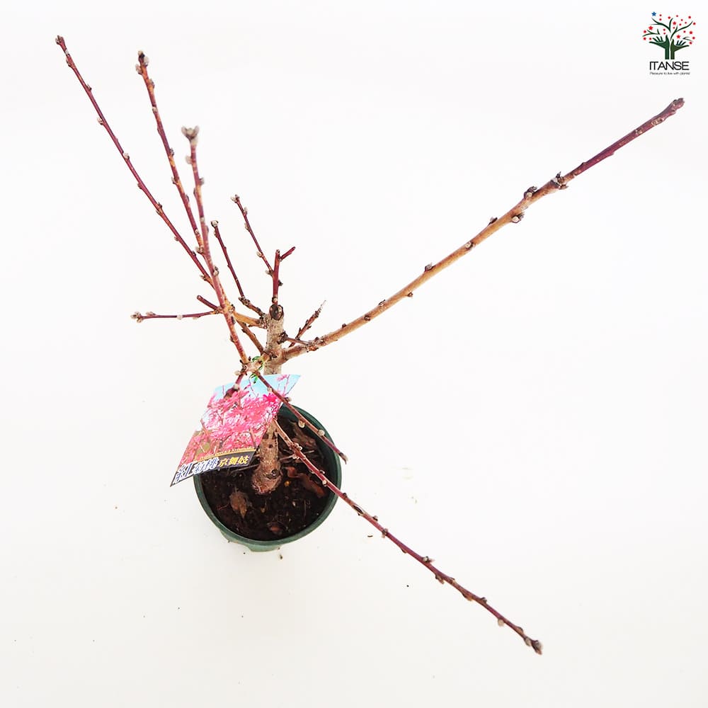花桃の苗木 紅菊桃 京舞妓 【花木苗 6号/1個売り】| 【植物の 花桃の苗木 紅菊桃 京舞妓 【花木苗 6号/1個売り】| 【植物の