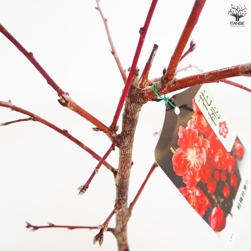 花桃の苗木 相模枝垂れ 【花木苗 6号／1個売り】｜ 【植物の
