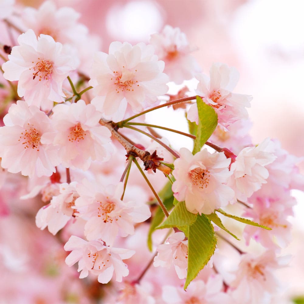 桜の苗木 八重枝垂れ紅 【花木苗 5号／1個売り】｜ 【植物の