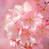 桜の苗木 河津 【花木苗 5号／1個売り】|植木・花木