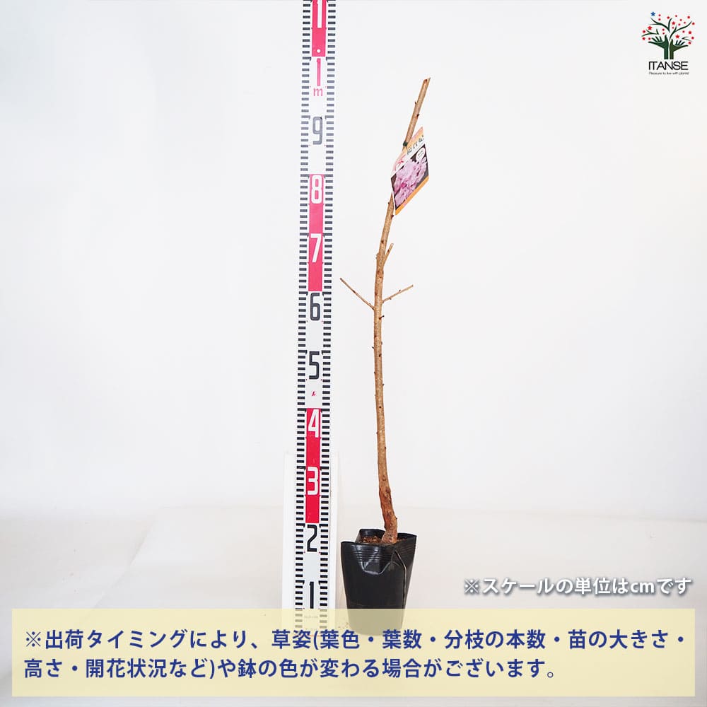 桜の苗木 楊貴妃 【花木苗 5号/1個売り】| 【植物の 桜の苗木 楊貴妃 【花木苗 5号/1個売り】| 【植物の