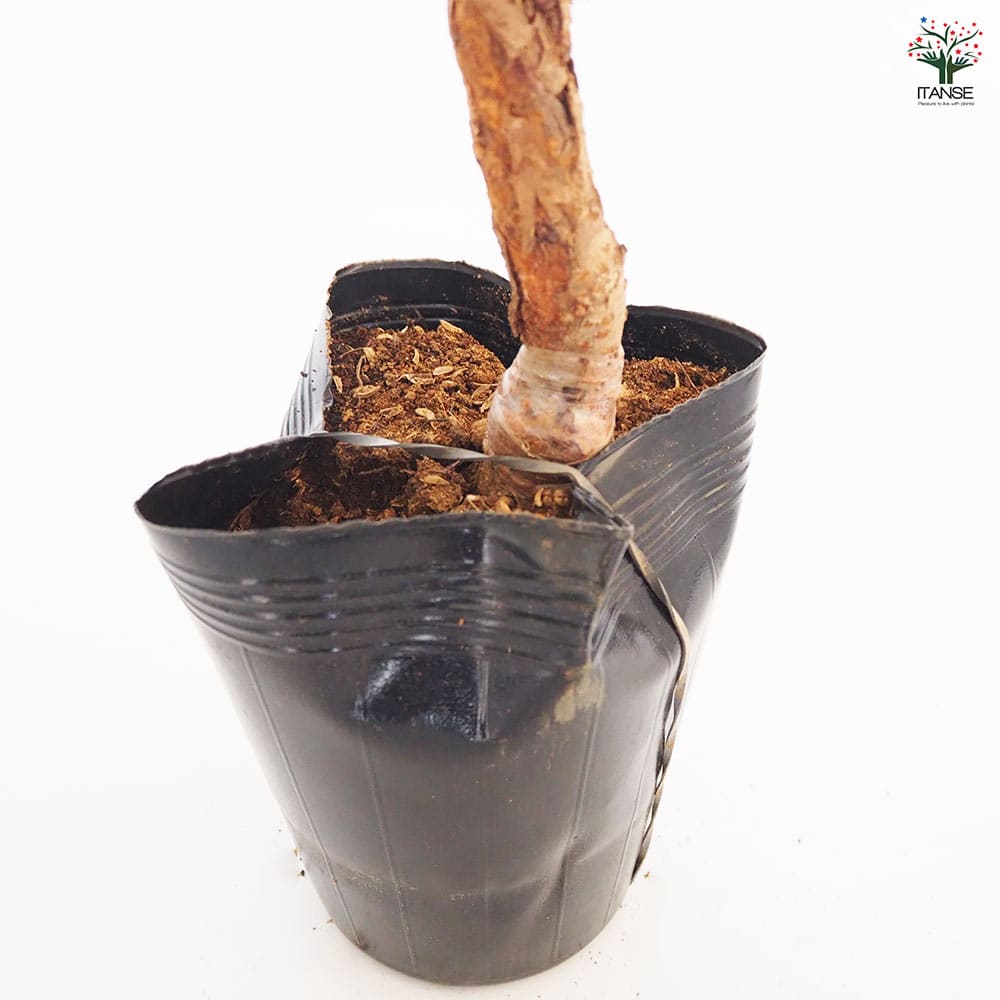 桜の苗木 楊貴妃 【花木苗 5号／1個売り】｜ 【植物のITANSE