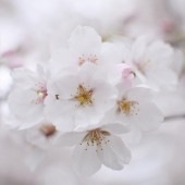 桜の苗木 吉野枝垂れ 【花木苗 5号／1個売り】|植木・花木
