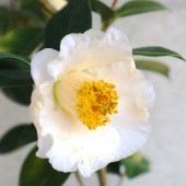 椿(ツバキ)の苗木 白玉 【花木苗 4〜4.5号／1個売り】|植木・花木