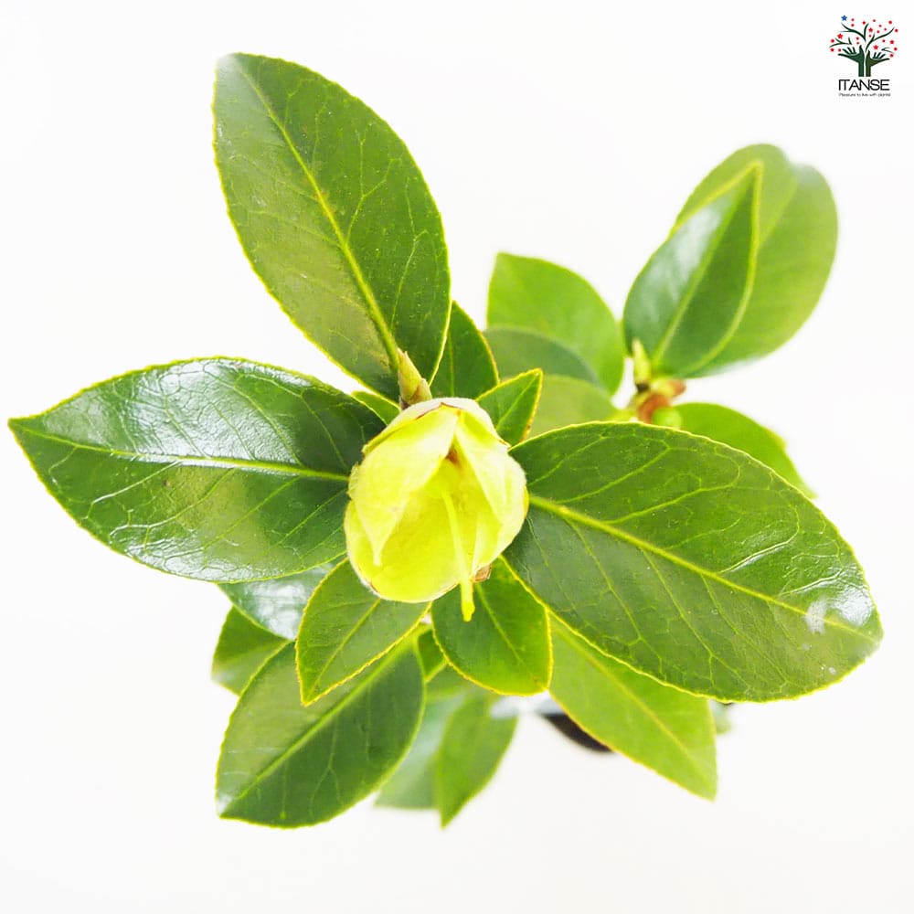 椿(ツバキ)の苗木 白玉 【花木苗 4～4.5号／1個売り】｜ 【植物の