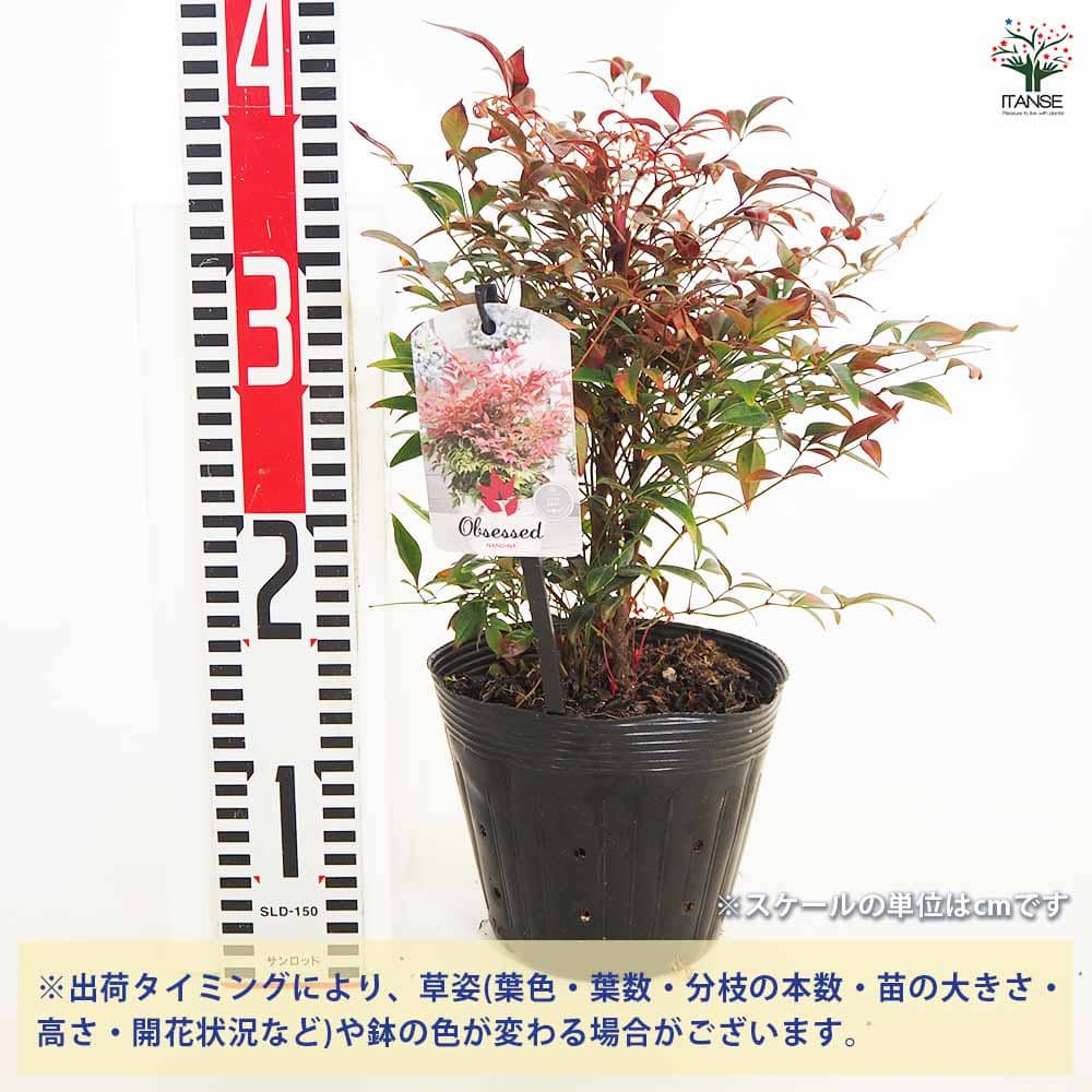 南天 オブセス 【花木苗 5号／1個売り】｜ 【植物のITANSE】全品