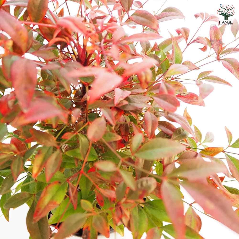 南天 オブセス 【花木苗 5号／1個売り】｜ 【植物のITANSE】全品