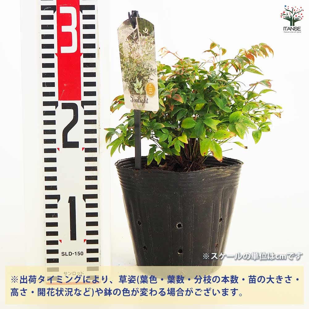 南天 トワイライト 【花木苗 5号／1個売り】｜ 【植物のITANSE