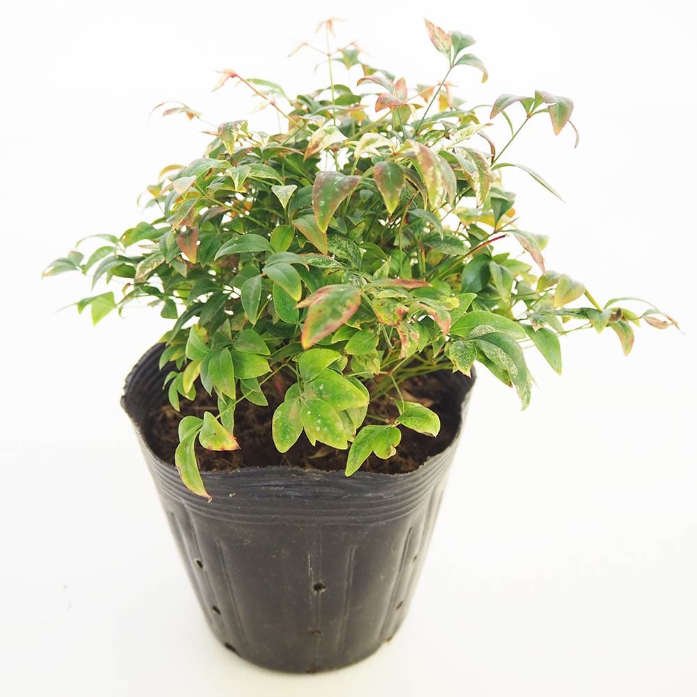 南天 トワイライト 【花木苗 5号／1個売り】