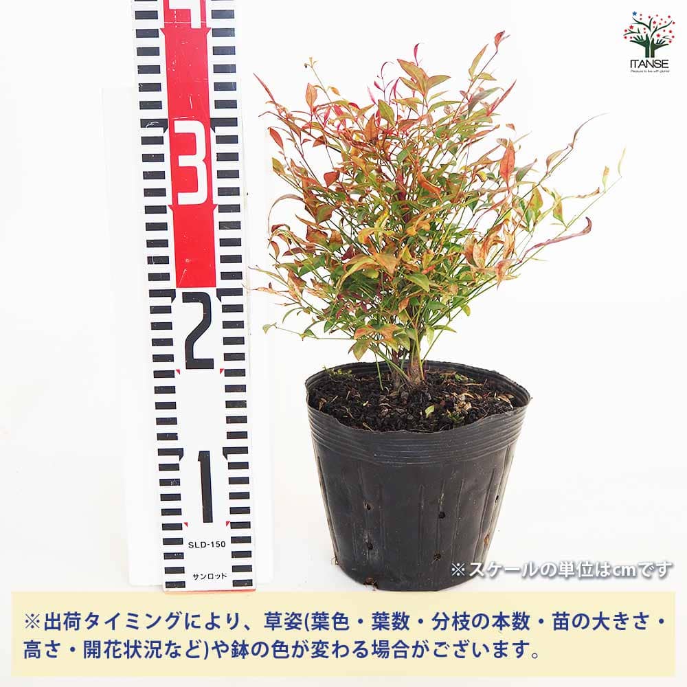 南天 レッドライト 【花木苗 5号／1個売り】｜ 【植物のITANSE